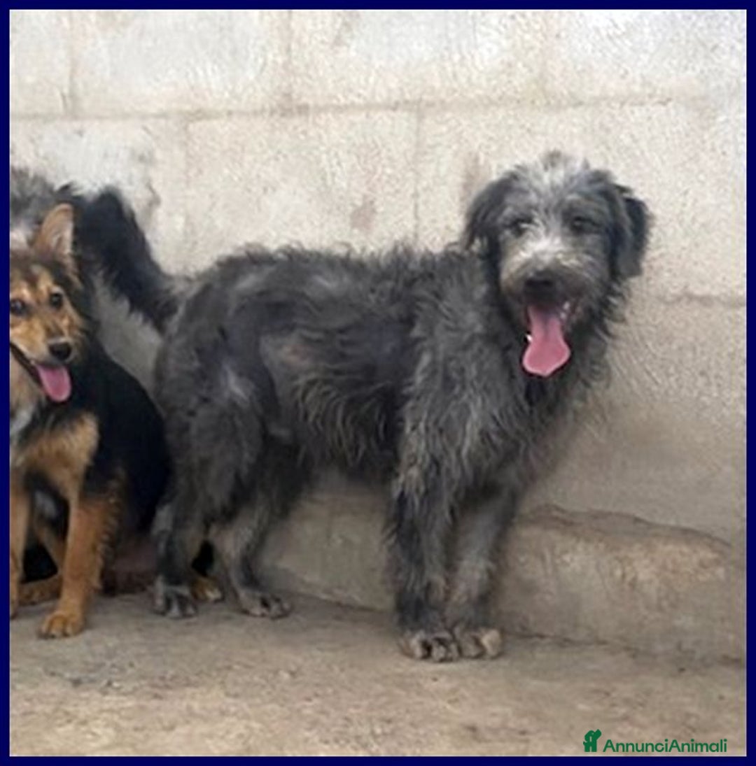 Meticcio cani in regalo: MAGOGO giovane in cerca di casa - Annuncio 4