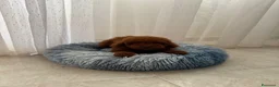 Barboncino Toy cani in vendita: Maschietto barboncino Toy red - Annuncio 3