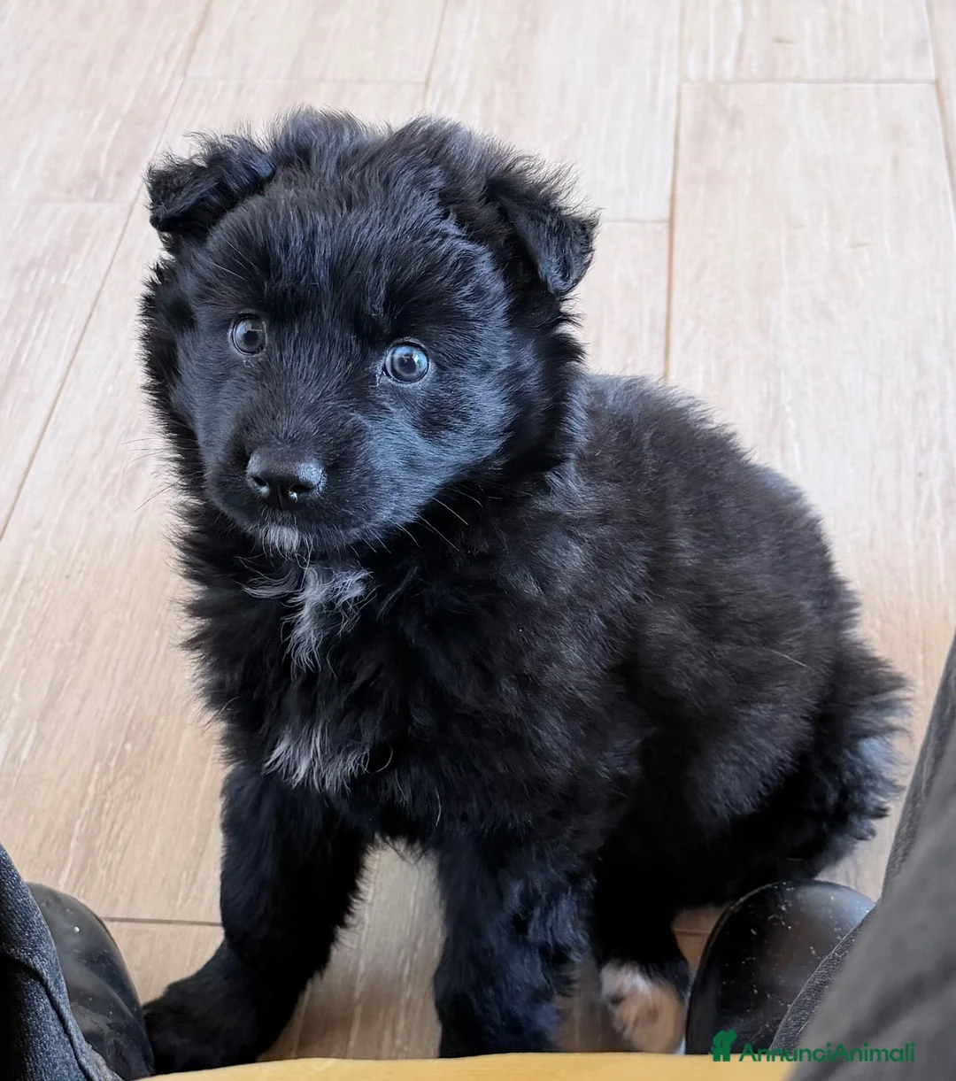 Meticcio cani in regalo: 8 cuccioli in cerca di casa a Città metropolitana di Milano - Annuncio 6