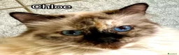 Europeo gatti in regalo: Chloe similbirmana - Annuncio 2