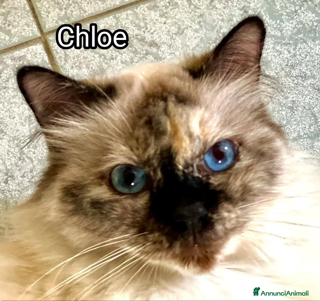 Europeo gatti in regalo: Chloe similbirmana - Annuncio 2