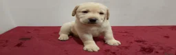 Labrador cani in vendita: Cuccioli labrador  - Annuncio 8