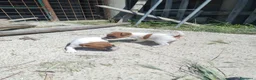 Jack Russell cani in vendita: JACK RUSSELL pelo corto  - Annuncio 3