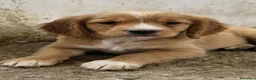 Meticcio cani in regalo: Cookie e Sinner - Annuncio 1