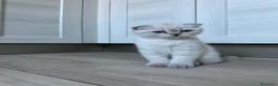 Scottish gatti in vendita: Femminuccia di razza Scottish Fold - Annuncio 1