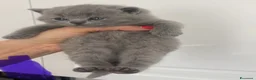 British gatti in vendita: British shorthair blu - Annuncio 3