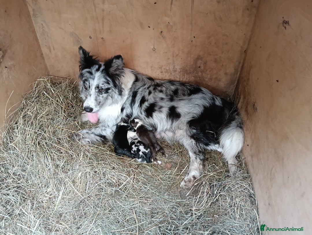 Border Collie cani in vendita: Cuccioli di border collie a Provincia di Treviso - Immagine 6