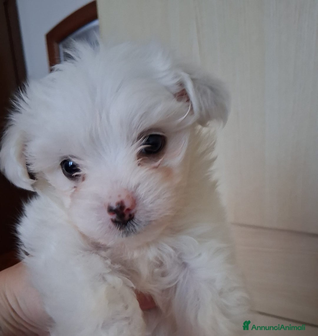 Maltese cani in vendita: Cucciole Maltese  - Annuncio 4
