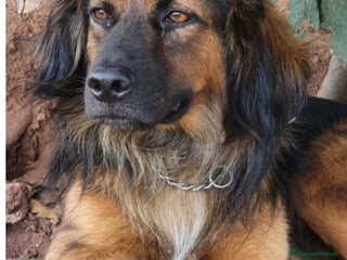 Meticcio cani 4anni tg media recuperato,pronto x l adozione.ROMA a Città Metropolitana di Milano - Annuncio 26