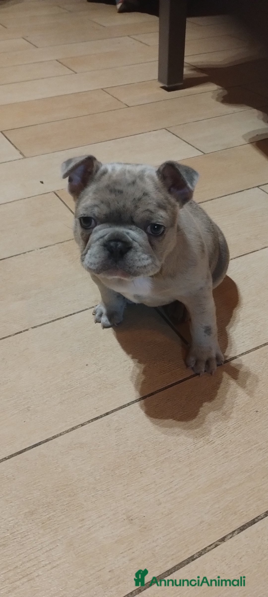 Bulldog Francese cani in vendita: Bulldog francese Blue Merle  - Annuncio 2