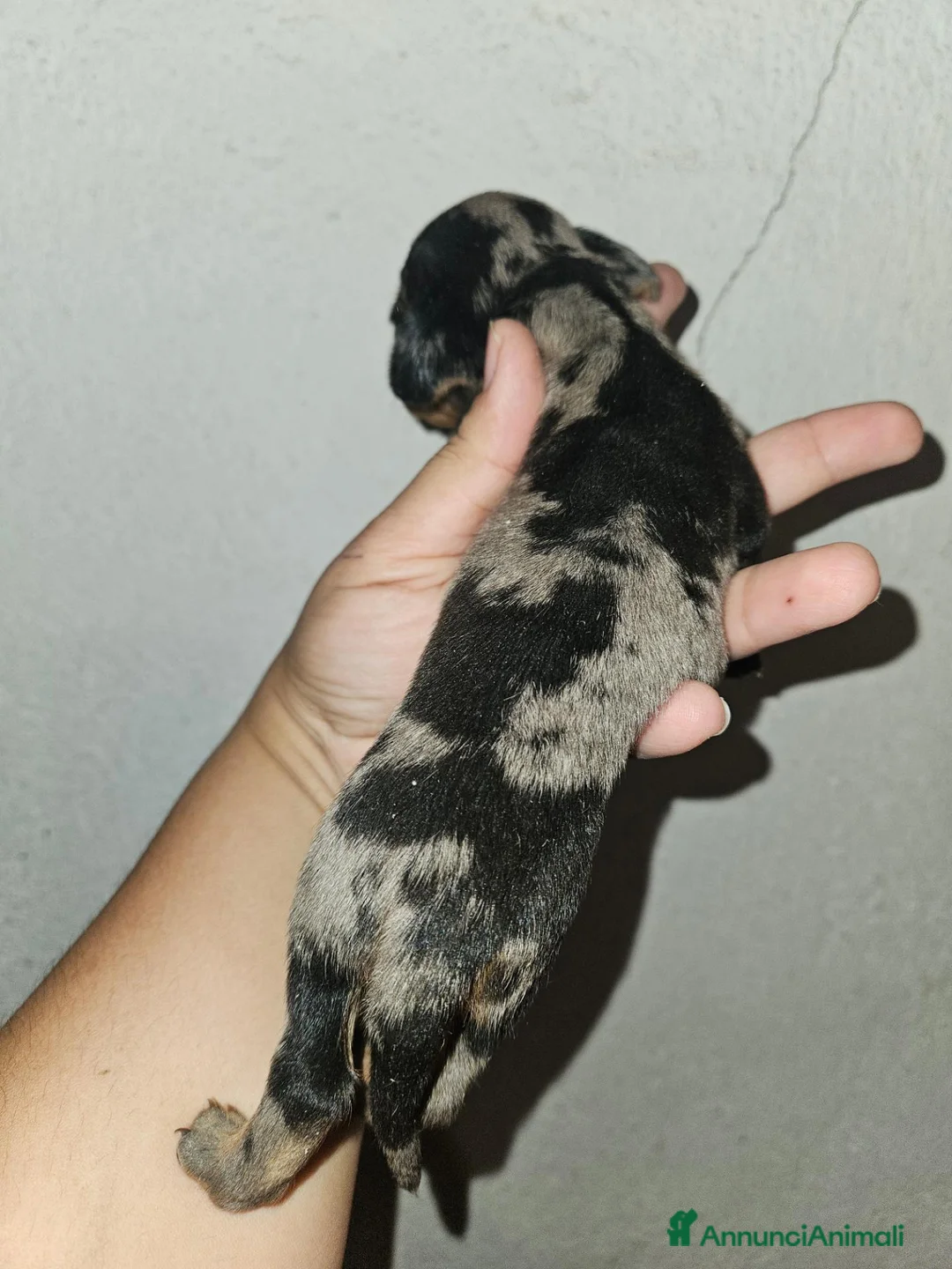 Bassotto Nano cani in vendita: Bassotto nano kaninchen arlecchino  - Annuncio 2