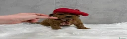 Barboncino Toy cani in vendita: Adorabili cuccioli di barboncino toy - Annuncio 2