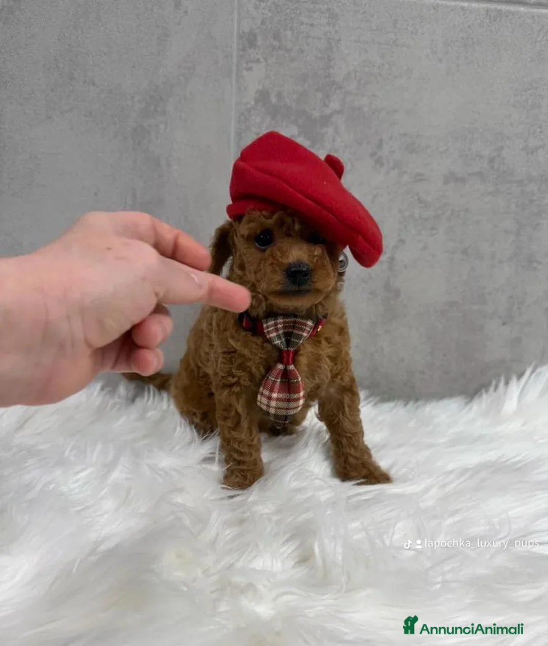 Barboncino Toy cani in vendita: Adorabili cuccioli di barboncino toy - Annuncio 2