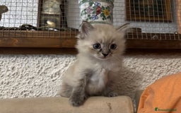 Siberiano gatti in vendita: Gattini siberiani ipoallergenici - Annuncio 5