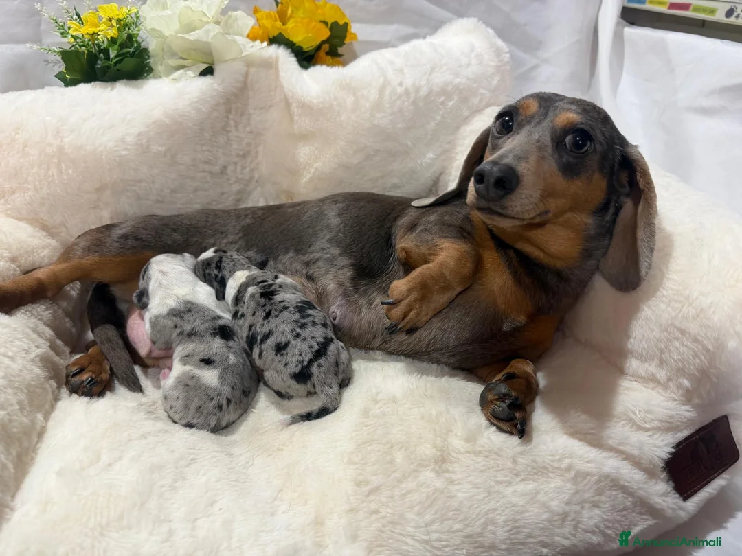 Bassotto cani in vendita: BASSOTTO - Annuncio 1