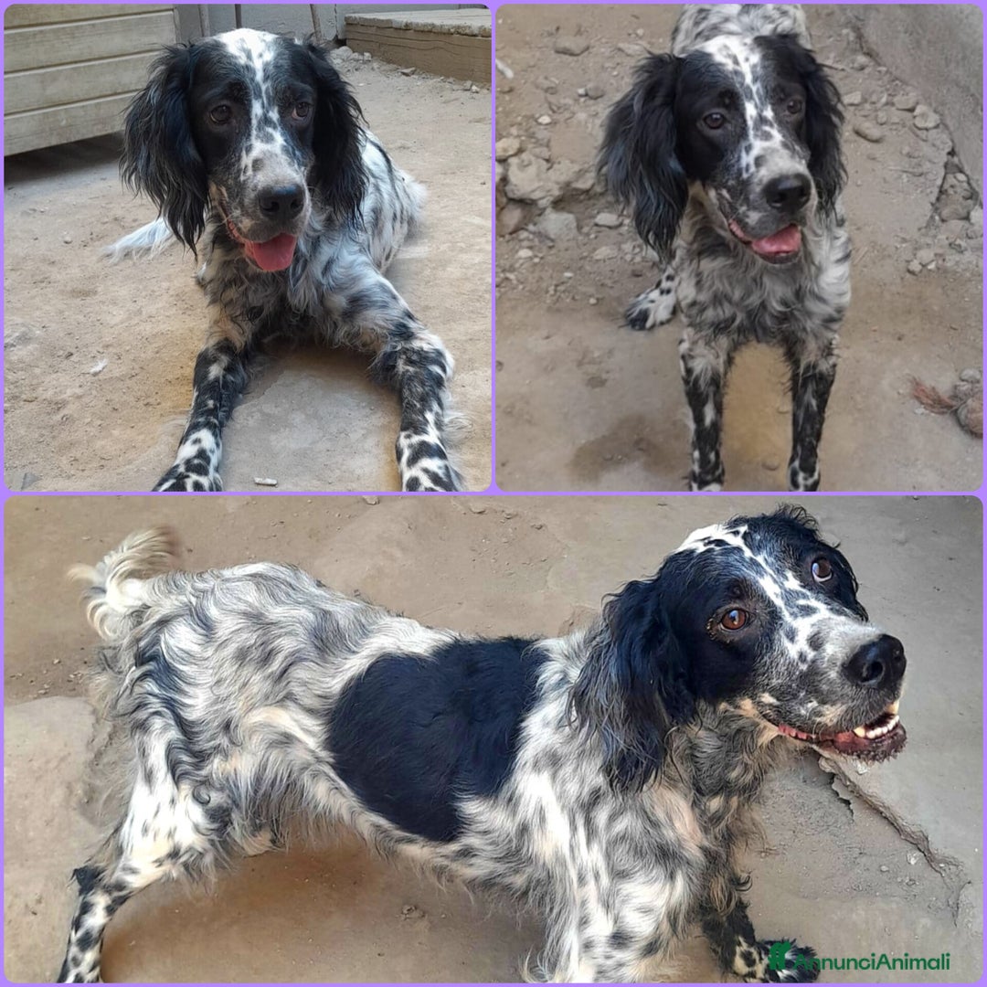 Setter Inglese cani in regalo: UNA FAMIGLIA PER PERLA - Immagine 1