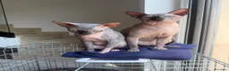 Sphynx gatti in vendita: Bellissimi cuccioli di canadian sphynx - Annuncio 1