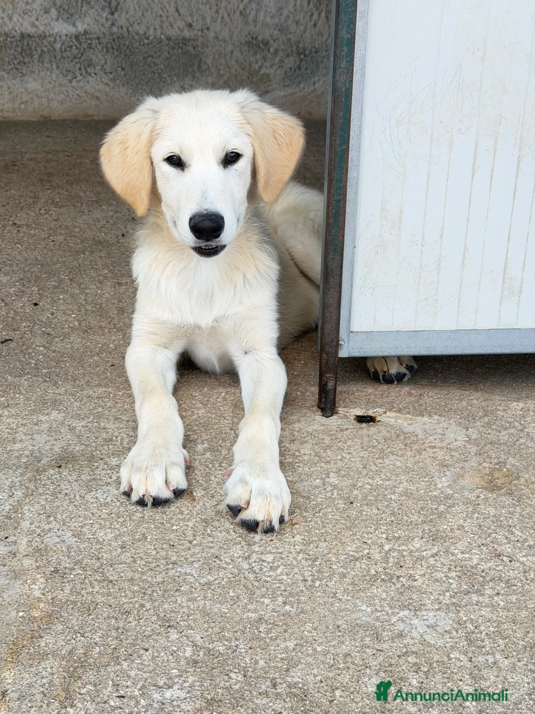 Meticcio cani in regalo: Jonny a Provincia di Alessandria - Annuncio 1