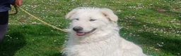 Meticcio cani in regalo: SANDRINO HA PERSO TUTTO, IN ADOZIONE - Annuncio 3