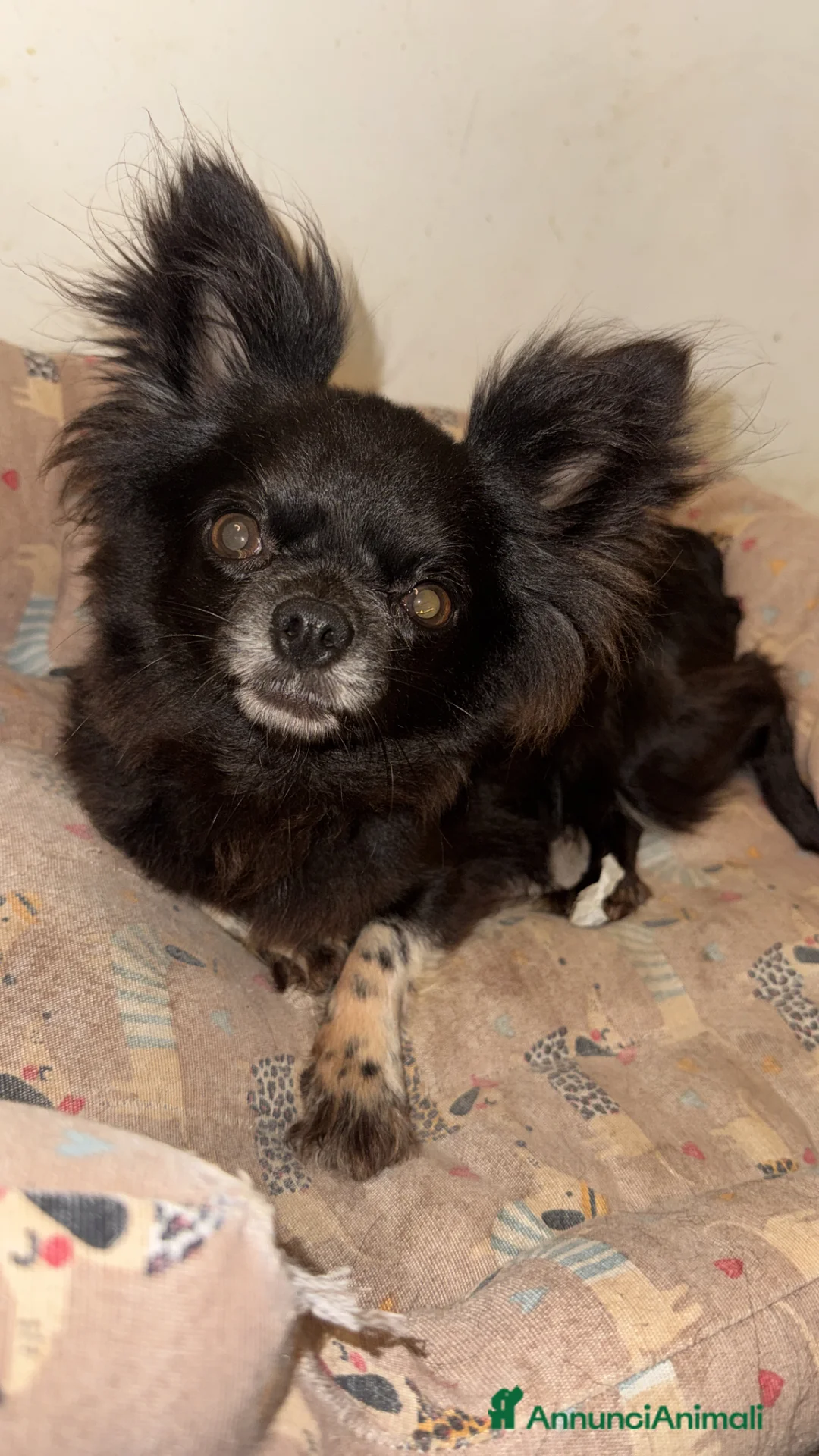 Chihuahua cani in vendita: Chihuahua femmina  - Annuncio 9