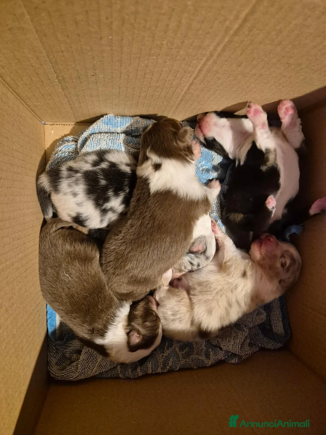 Australian Shepherd cani in vendita: Cuccioli di pastore australiano  - Annuncio 2