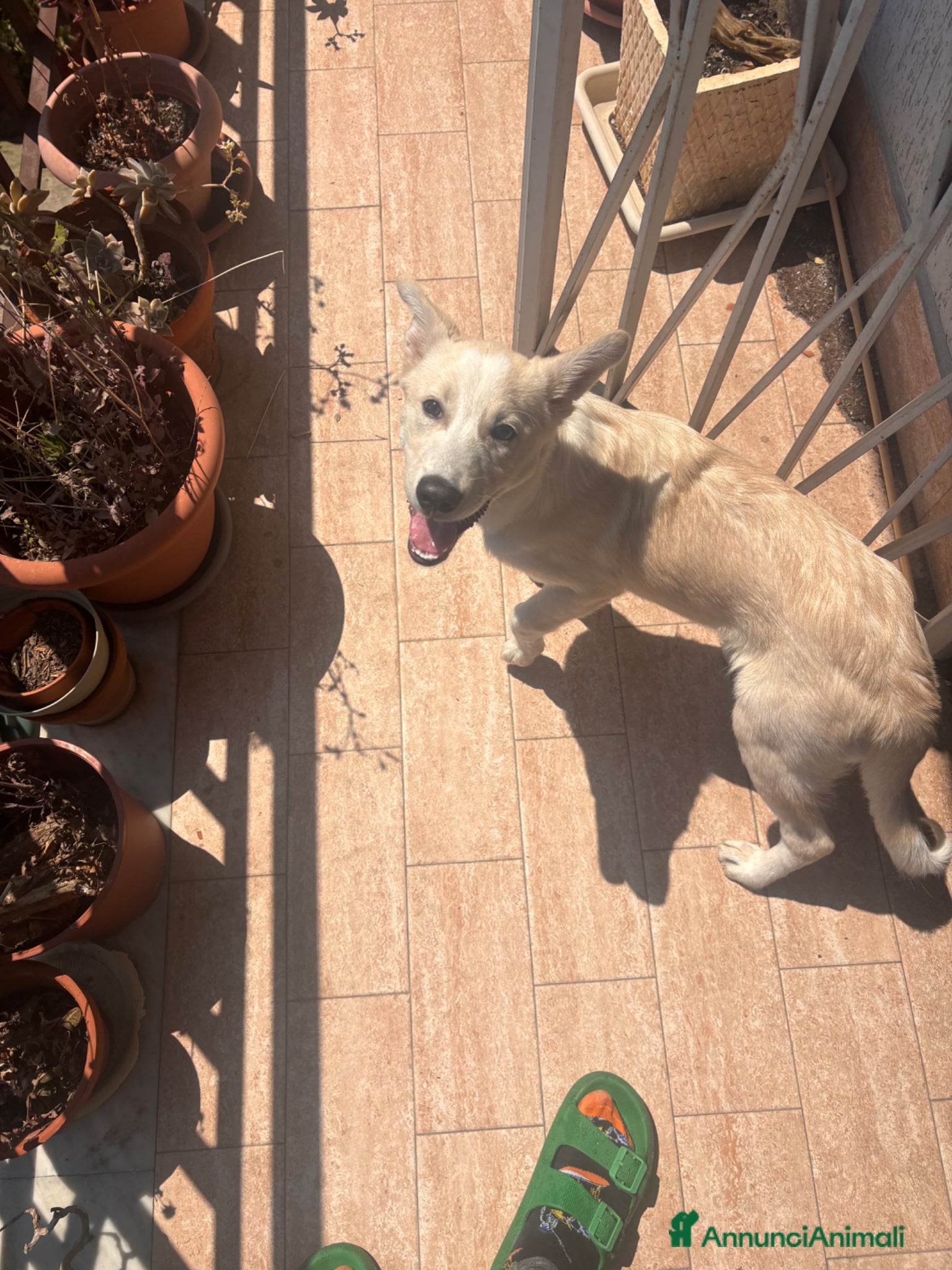 Meticcio cani Gigi cinque mesi meticcio taglia media  - Annuncio 1