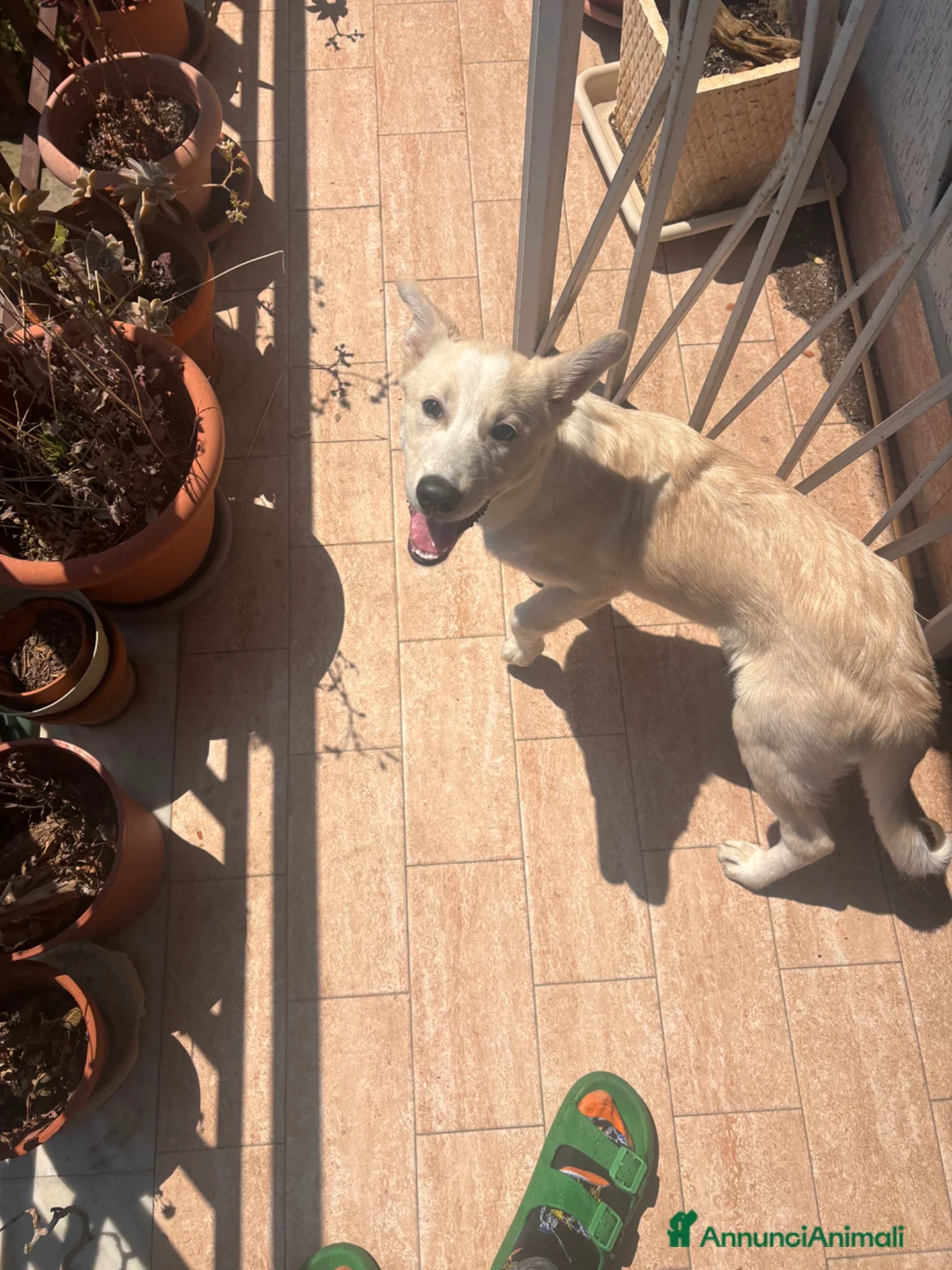 Meticcio cani in regalo: Gigi cinque mesi meticcio taglia media  - Annuncio 1
