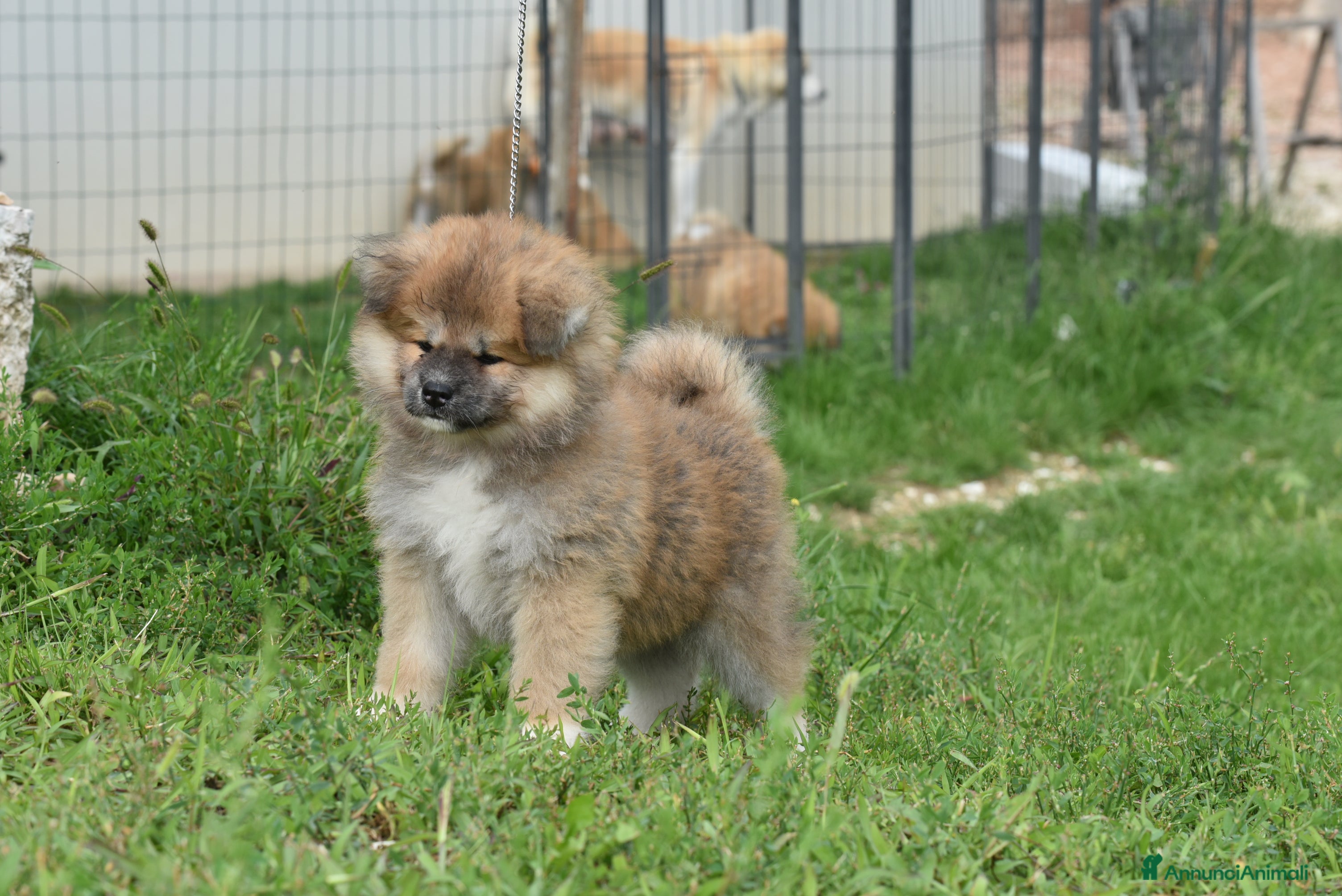 Akita Inu cani  Femmina  Maschio Pelo Lungo - Annuncio 1