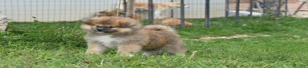Akita Inu Cucciolo 1