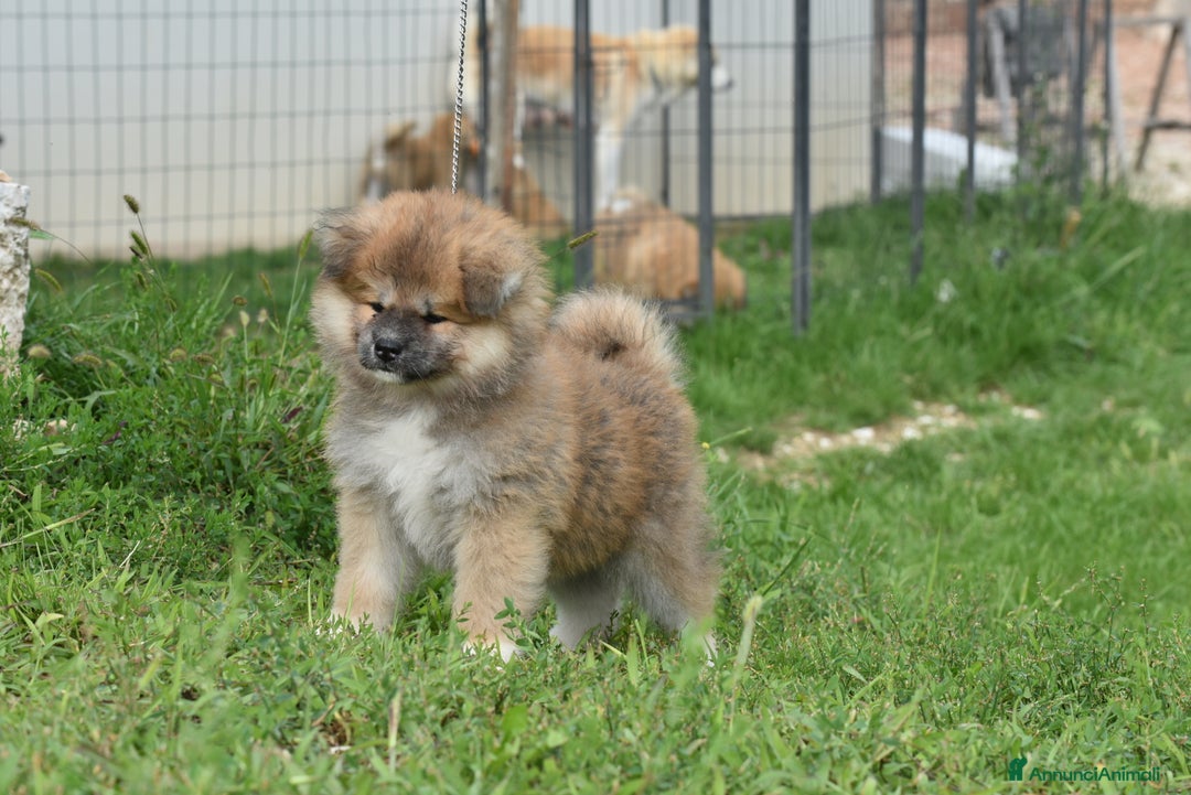 Akita Inu cani in vendita:  Maschio Pelo Lungo a Provincia di Vicenza - Immagine 1