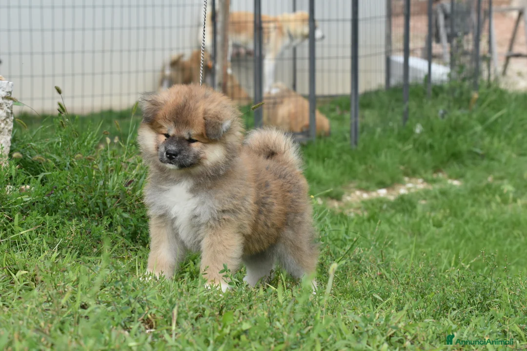 Akita Inu cani in vendita:  Femmina  Maschio Pelo Lungo - Annuncio 1