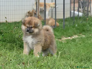 Akita Inu cani Femmina Maschio Pelo Lungo - Annuncio 1