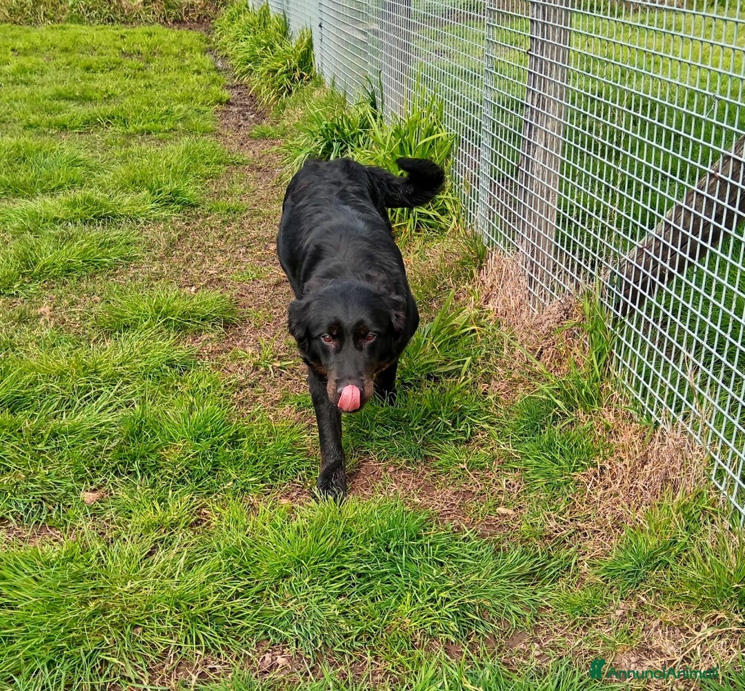 Meticcio cani in regalo: Antonia cucciolona mix labrador color cioccolato a Provincia di Latina - Annuncio 5