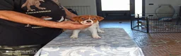 Jack Russell cani in vendita: Cucciolata jack Russell terrier con pedigree  - Annuncio 8