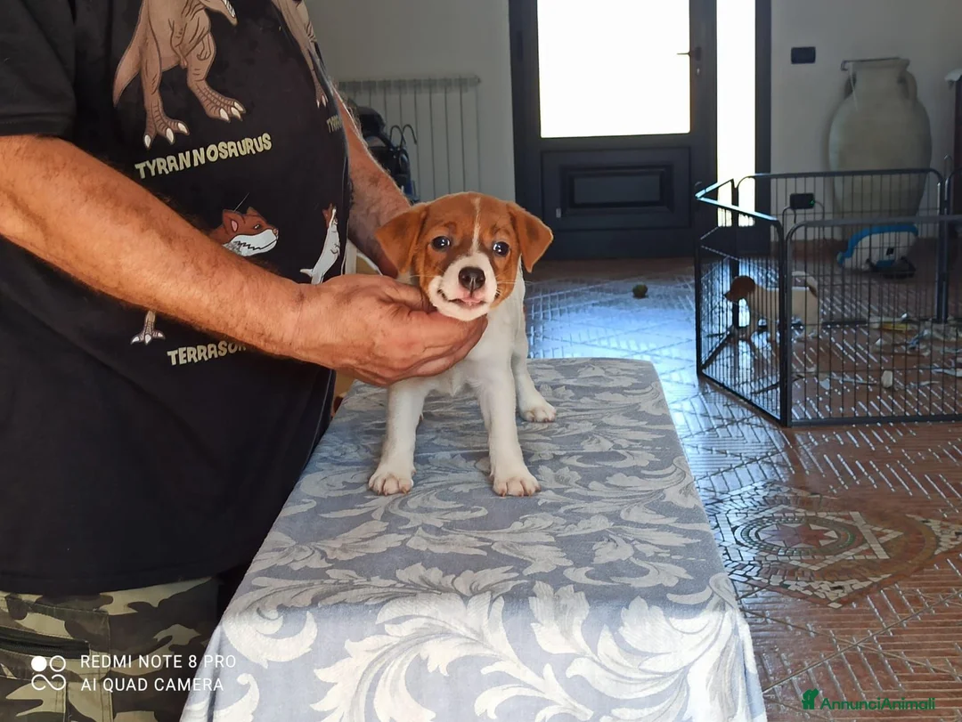 Jack Russell cani in vendita: Cucciolata jack Russell terrier con pedigree  - Annuncio 2