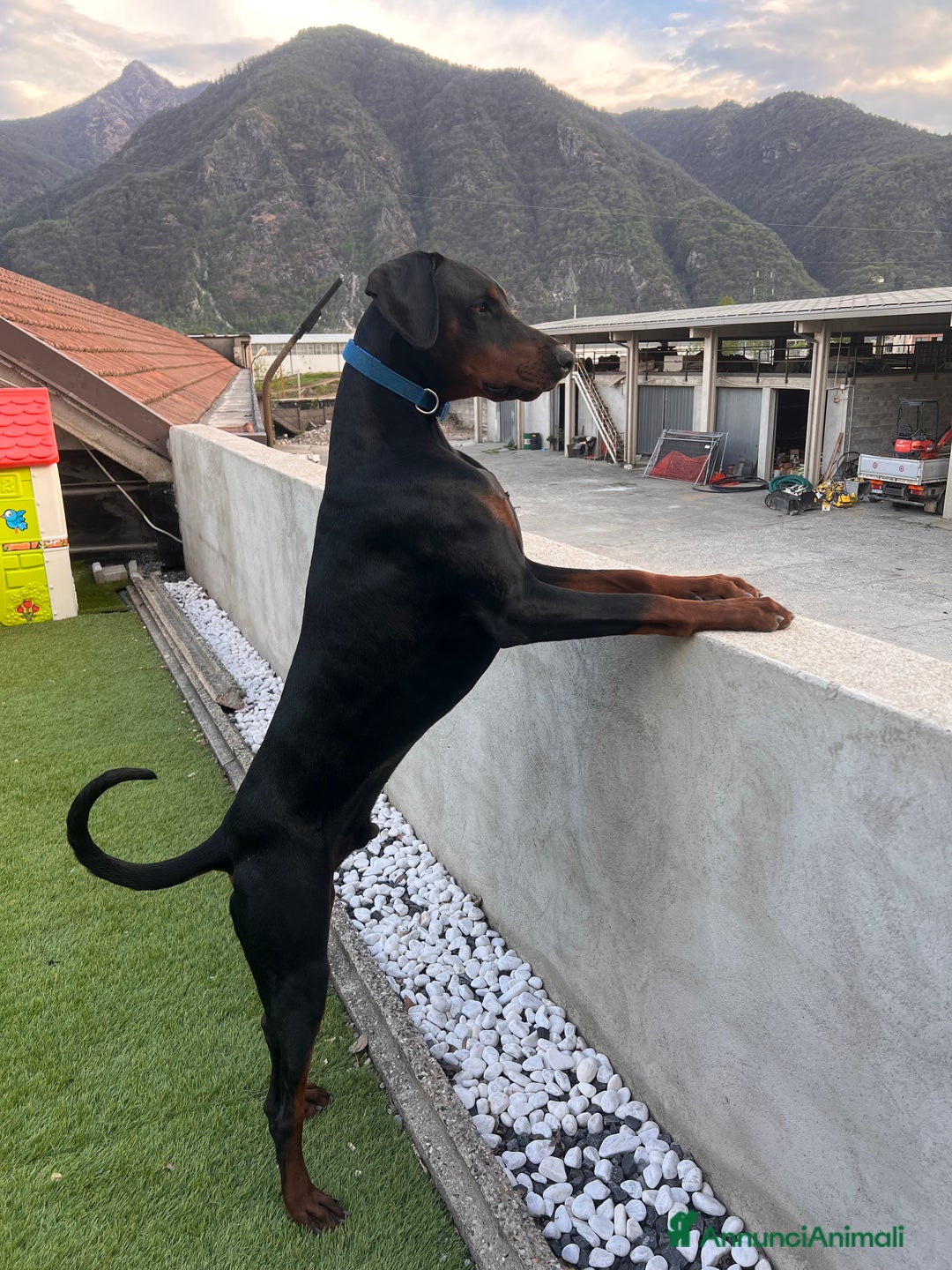 Dobermann cani per accoppiamento: Pablo cerca moglie❤️ - Annuncio 1