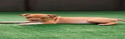 Pitbull cani in vendita: Dolcissimi cuccioli di Pitbull UKC con pedigree  - Annuncio 4
