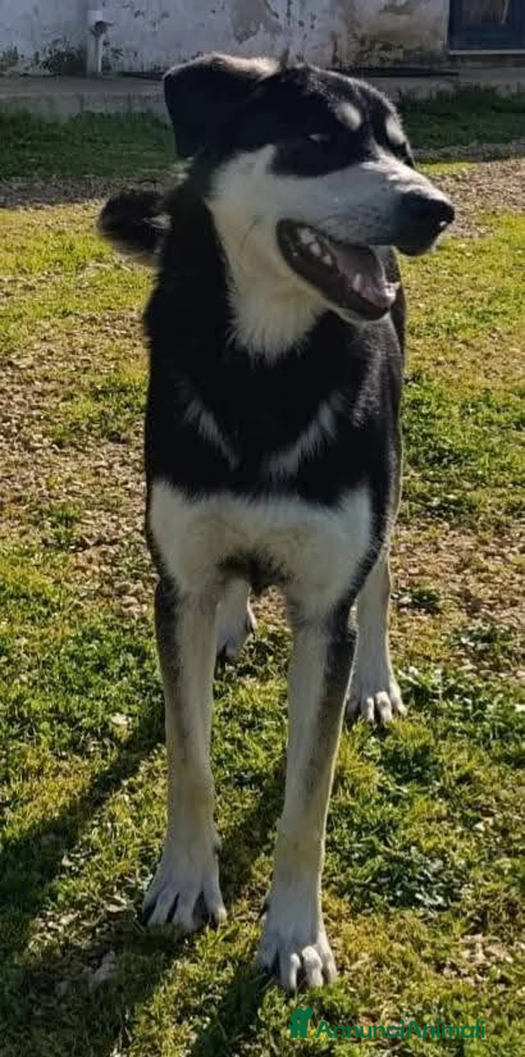 Meticcio cani in regalo: Kevin semplicemente meraviglioso - Annuncio 2
