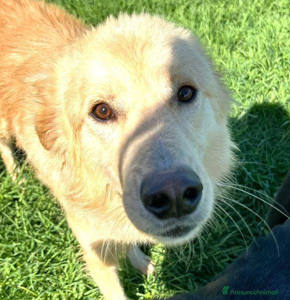 Golden Retriever cani FLIPPER, adozione del cuore - Annuncio 2