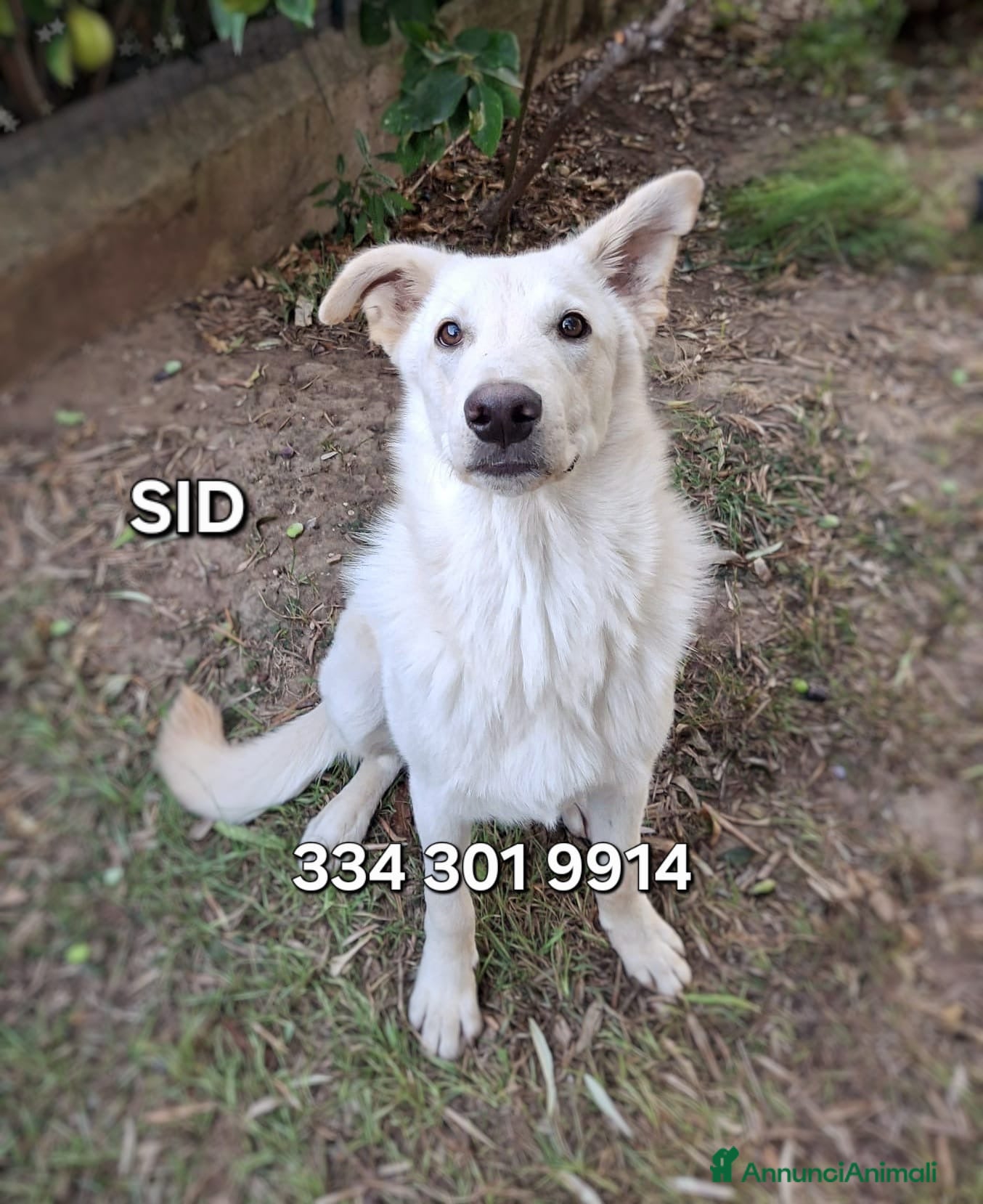 Meticcio cani SID 💙 -cucciolotto. Non lasciatelo in un box 🙏🏻 - Annuncio 26