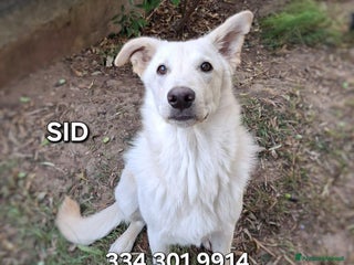 Meticcio cani SID 💙 -cucciolotto. Non lasciatelo in un box 🙏🏻 - Annuncio 1