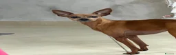 Pinscher Miniatura cani in regalo: Buono  a Città metropolitana di Catania - Annuncio 1