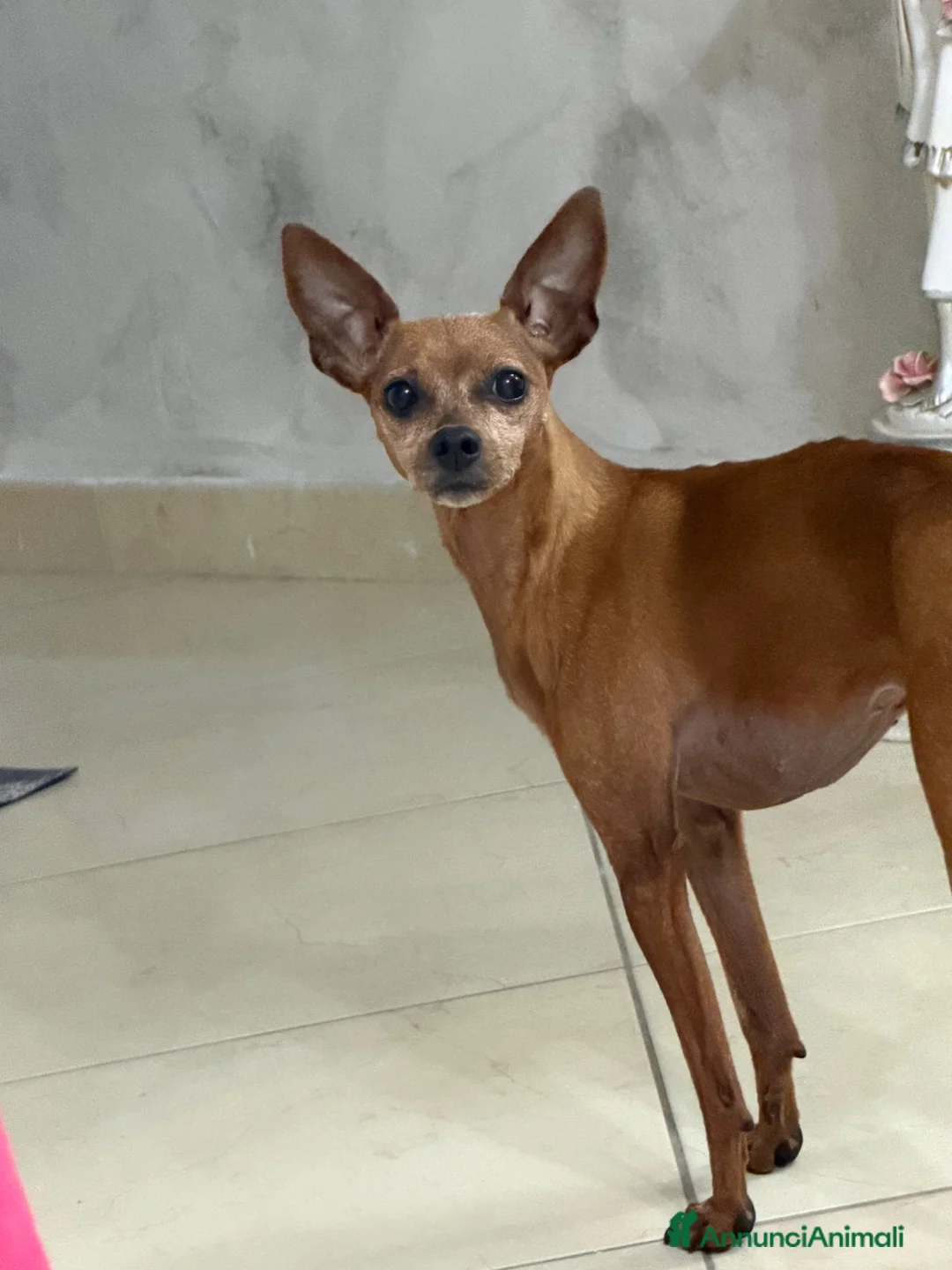 Pinscher Miniatura cani in regalo: Buono  a Città metropolitana di Catania - Annuncio 1