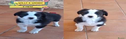 Border Collie cani in regalo: WILLY e WENDY cuccioli mix border collie  adozione - Annuncio 1
