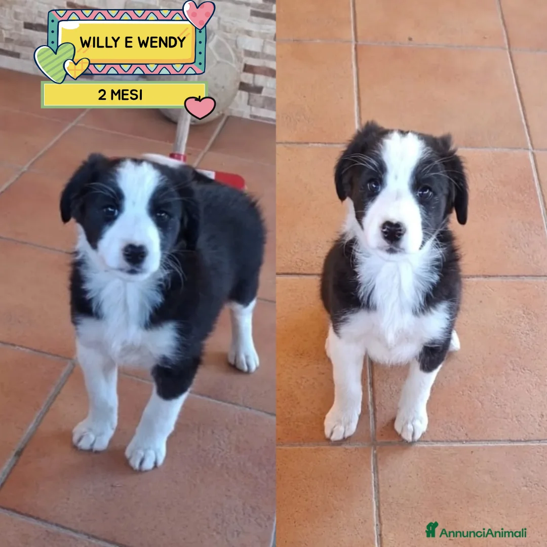 Border Collie cani in regalo: WILLY e WENDY cuccioli mix border collie  adozione - Annuncio 1