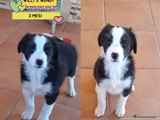 Border Collie cani WILLY e WENDY cuccioli mix border collie adozione - Annuncio 9