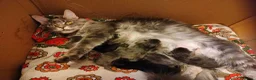 Maine Coon gatti in vendita: Cuccioli Maine coon  - Annuncio 33