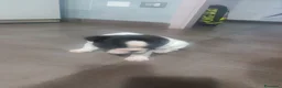 Bulldog Francese cani in vendita: Cuccioli di bulldog francese  a Città metropolitana di Palermo - Annuncio 4