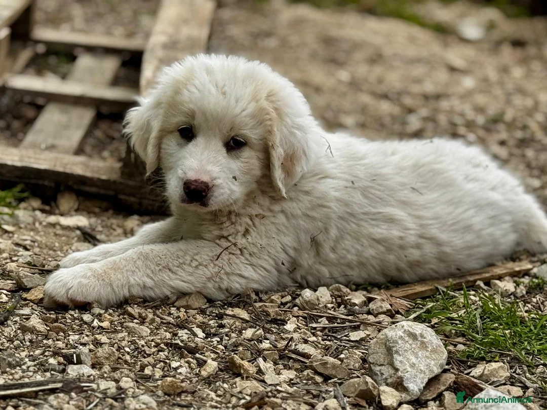 Meticcio cani in regalo: Ballo  a Provincia di Varese - Annuncio 4