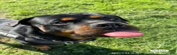 Rottweiler cani per accoppiamento: Splendido Stallone Rottweiler 4 anni a Città metropolitana di Milano - Annuncio 4